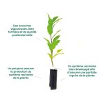 P�pini�res naudet - myrte commun 'pitchoun' bio (myrtus communis 'pitchoun' bio)