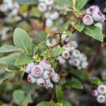 Myrtillier arbustive - vaccinium corymbosum en pot de 5l