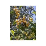 N�flier du japon, bibacier pot de 3l / 4l