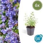 Nepeta 'six hills giant' plante vivace - taille 10 - 25 cm - pot �9 cm? comfortxl green