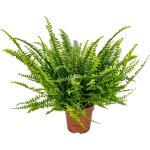 Bloomique - nephrolepis green lady - fougre de boston - plante d?intrieur - dpolluante - pet friendly ...