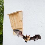 Nichoirs a chauves souris en bois lot de 2 pour la protection de la nature