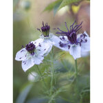 Nigelle 'african bride' le sachet de 150 graines (0, 2g)