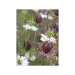 Nigelle 'blanche � capsule rouge'' le sachet de 150 graines (0, 5g)