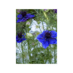 Nigelle d'espagne le sachet de 750 graines (1g)