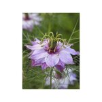 Nigelle 'persian rose' le sachet de 350 graines (1g)