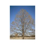 Le jardin du pic vert - noisetier de byzance pot de 12l / 15l
