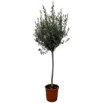 Olea europaea op stam en pot �24cm. plante verte type olea europaea op stam, livr�e en pot, id�ale pour ...