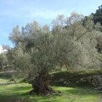 Le jardin du pic vert - olivier sur tige pot de 7, 5l / 10l, 1 / 2 de tige Le jardin du pic vert - olivier sur tige pot de 7, 5l / 10l, 1 / 2 de tige