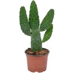 Opuntia rubescens - cactus raquette 'road kill' - cactus d'intérieur - 20 - 30 cm de haut - pot 12 cm ... Opuntia rubescens - cactus raquette 'road kill' - cactus d'intérieur - 20 - 30 cm de haut - pot 12 cm ...