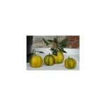 Vivaio garden forest - oranger � bandes 'citrus aurantium' bigaradier virgatum ou virgolaro photo r�elle ...