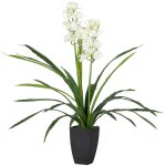 Orchide cymbidium 60 x 60 x 100 cm
