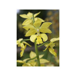 Orchid�e terrestre � fleurs jaunes pot de 1l / 1, 5l