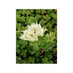 Orpin spurium 'album superbum' godet de 8 / 9 cm