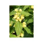 Ortie jaune godet de 8 / 9 cm