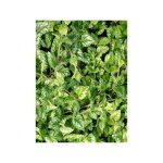 Ortie jaune 'kirkudbright dwarf' godet de 8 / 9 cm