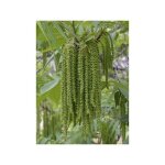 Le jardin du pic vert - pacanier, noyer de pécan 'delmas' pot de 6l / 7l Le jardin du pic vert - pacanier, noyer de pécan 'delmas' pot de 6l / 7l