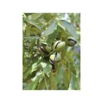 Pacanier, noyer de pécan 'pawnee' pot de 4l / 5l Pacanier, noyer de pécan 'pawnee' pot de 4l / 5l