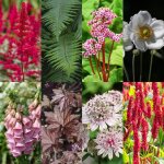 Pack de plantes vivaces bordure ombrag�e faible entretien 24 plantes pour 3 m� pot 11 cm? comfortxl green ...