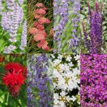 Pack de plantes vivaces bordure parfum�e faible entretien 24 plantes pour 3 m� pot 11 cm? comfortxl green ...