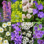 Pack de plantes vivaces couvre - sol faible entretien 24 plantes pour 3 m� pot 11 cm? comfortxl green ...