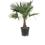 Palmier chanvre trachycarpus fortunei 30 / 40cm