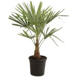 Palmier chanvre trachycarpus fortunei pot 10l