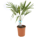 Palmier chanvre trachycarpus fortunei pot 20cm