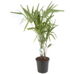 Palmier chanvre trachycarpus fortunei pot 24cm