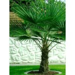 Palmier de chine pot de 6l / 7l