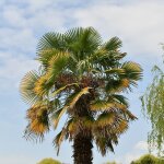 Palmier de chine (trachycarpus fortunei)