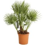 Palmier nain chamaerops humilis 120 / 130cm pot 15l