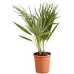 Palmier nain chamaerops humilis 90 / 110cm pot 5l
