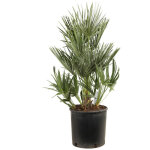 Palmier nain chamaerops humilis en pot 10l