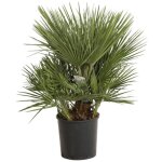 Palmier nain chamaerops humilis pot 10l