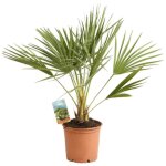Palmier nain chamaerops humilis pot 3l