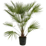 Palmier nain chamaerops humilis pot 7l