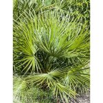 Palmier nain 'compacta ' pot de 2l / 3l