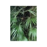 Le jardin du pic vert - palmier nain pot de 2l / 3l Le jardin du pic vert - palmier nain pot de 2l / 3l