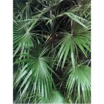Palmier nain pot de 6l / 7l