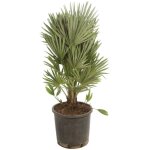 Palmier nain 'siciliana' chamaerops humilis 'siciliana' pot 28cm