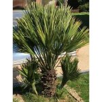 Palmier nain 'vulcano' pot de 4l / 5l