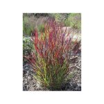 Panic effil� 'sangria' godet de 8 / 9 cm