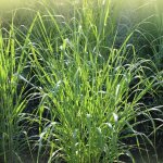 Panic �rig� northwind' - panicum virgatum northwind' pot 3l
