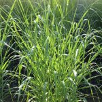 Panic �rig� - panicum virgatum godet 9cm