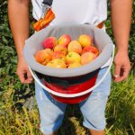 Panier de cueillette de fruits portable avec sangle rglable pour rcolte pratique de cerises myrtilles ...