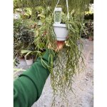 Panier de plantes hoya linearis 12 fleurs de cire