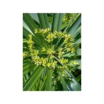 Papyrus, souchet � feuilles alternes godet de 8 / 9 cm