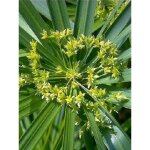 Papyrus, souchet à feuilles alternes pot de 2l / 3l Papyrus, souchet à feuilles alternes pot de 2l / 3l