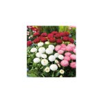 Paquerette - graines de fleurs
